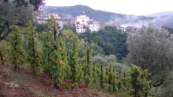 Vigneto