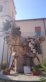 L'olmo secolare ('u chjuppu): simbolo di Conflenti