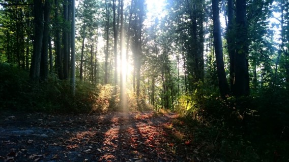 Conflenti Trekking: Camino alla Querciola