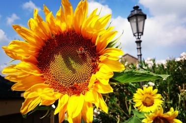 Conflenti Superiore: Girasoli alla Piazza dell'Emigrato