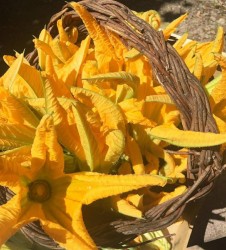 fiori di zucca