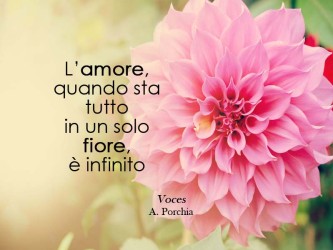 Spunti di riflessione: l'amore in un solo fiore