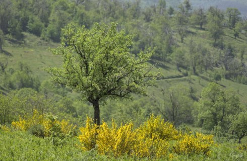 Natura